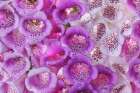 USA, Washington State, Seabeck. Foxglove blossoms close-up. Art Print